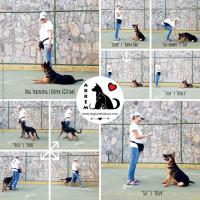 Alanya'da Köpeklere Pansiyon ve Eğitim Hizmeti Veren yer